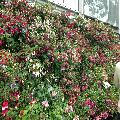 RHS Chelsea flower show