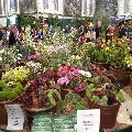 RHS Chelsea flower show
