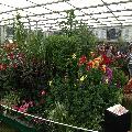 RHS Chelsea flower show