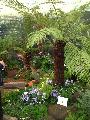 RHS Chelsea flower show
